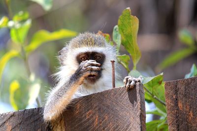 Close-up of monkey on fence