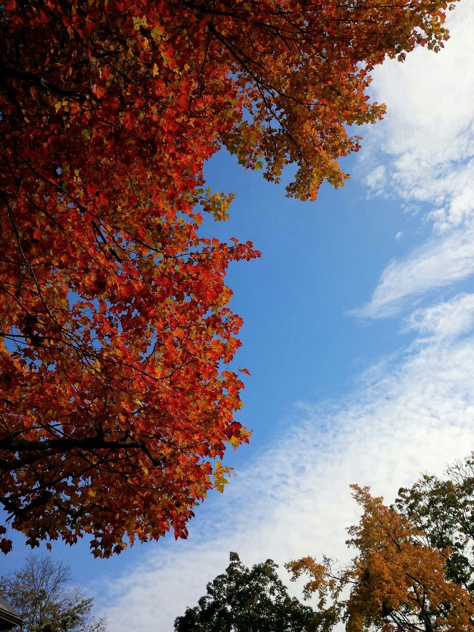 tree, autumn, low angle view, change, branch, season, growth, sky, beauty in nature, nature, tranquility, orange color, leaf, scenics, day, tranquil scene, outdoors, no people, cloud - sky, idyllic