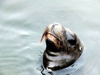 Close-up of animal in water