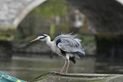 bird
