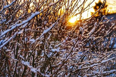 Sun shining through trees