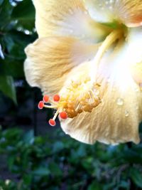 Close-up of flower blooming outdoors