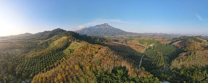 Scenic view of vineyard against sky