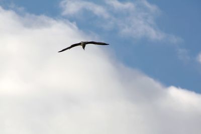 Low angle view of seagull flying in sky