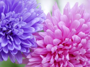 Macro shot of purple flower