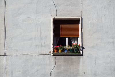 Potted plants on window of building