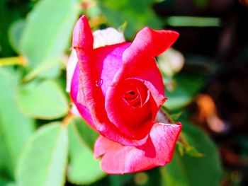 Close-up of pink rose