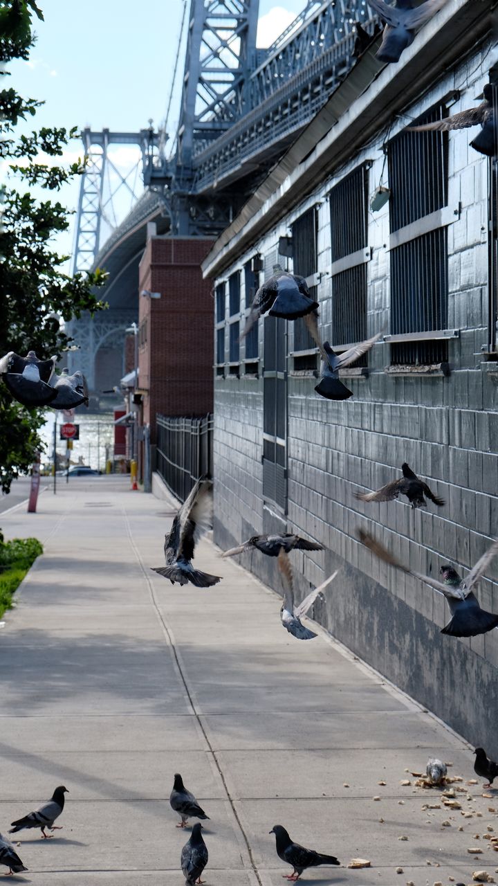 building exterior, architecture, built structure, animal wildlife, group of animals, animal, animals in the wild, animal themes, bird, vertebrate, city, large group of animals, day, transportation, nature, flying, building, flock of birds, street, pigeon, outdoors