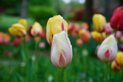 Close-up of yellow tulips in park