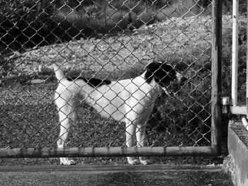 Dog in cage