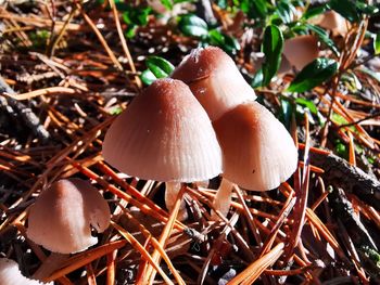 Close-up of mushrooms growing on land