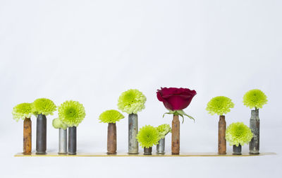 Close-up of flowers against white background