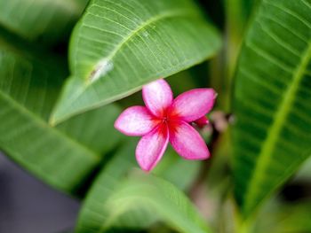 Close-up of pink flowering plant leaves