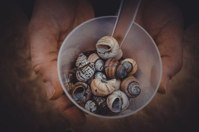 Cropped hands of person holding shells in bowl