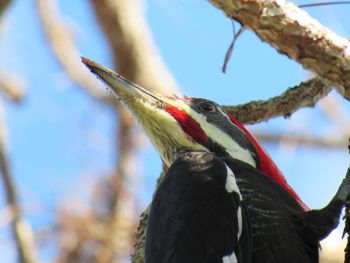 Close-up of bird perching on branch