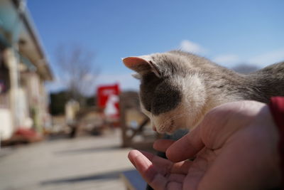 Close-up of hand holding cat at home