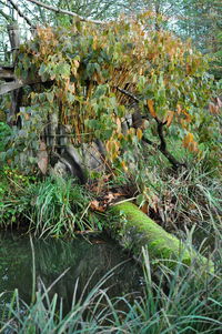 Tree by lake in forest