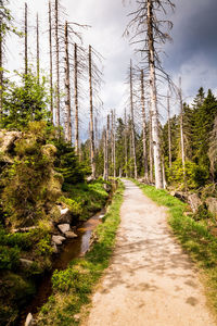 Dirt road amidst pine trees in forest against sky