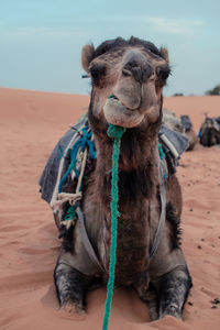 Close-up of horse tied up on sand