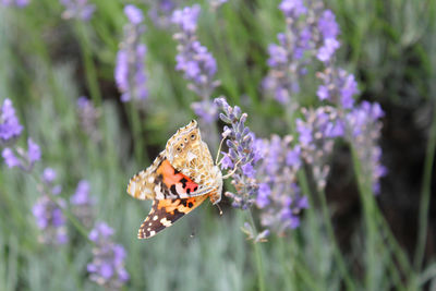 Close-up of butterfly pollinating on purple flower