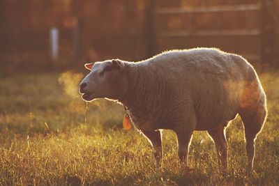 Sheep on grass