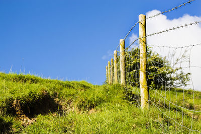 Scenic view of grassy field against clear blue sky