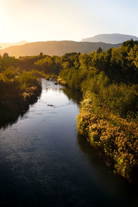 Scenic view of river amidst trees against sky