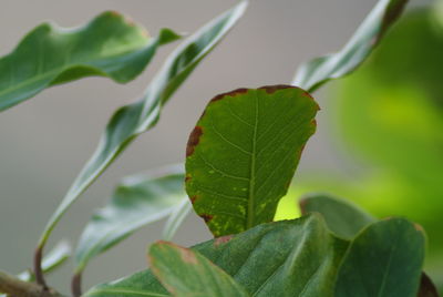 Close-up of green leaves