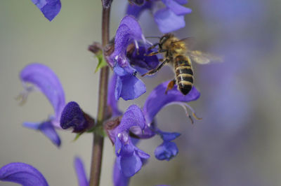 Close-up of bee pollinating on lavender