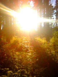 Illuminated trees at night