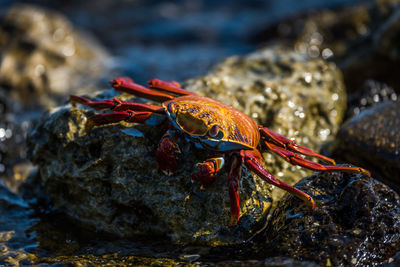 Close-up of crab on rock at beach