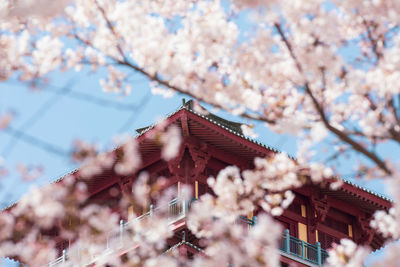 Low angle view of cherry blossom tree against sky