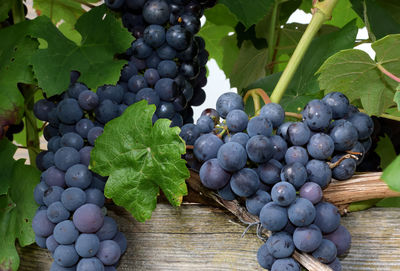 Close-up of grapes in vineyard