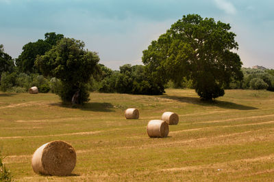 Puglia country side
