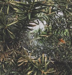 High angle view of raindrops on pine tree