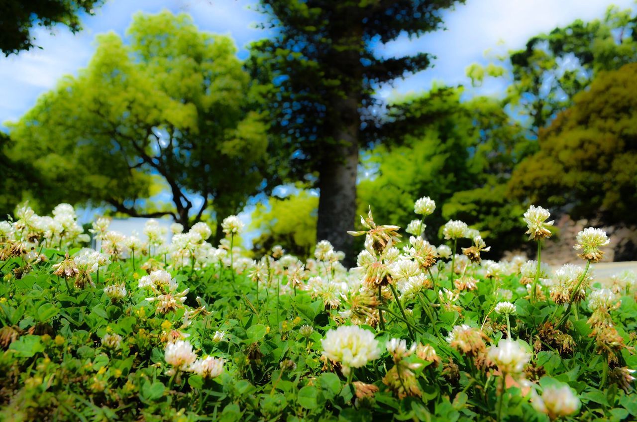 flower, growth, nature, beauty in nature, freshness, springtime, plant, tree, green color, fragility, blossom, field, no people, outdoors, wildflower, sky, scenics, day, flower head, close-up