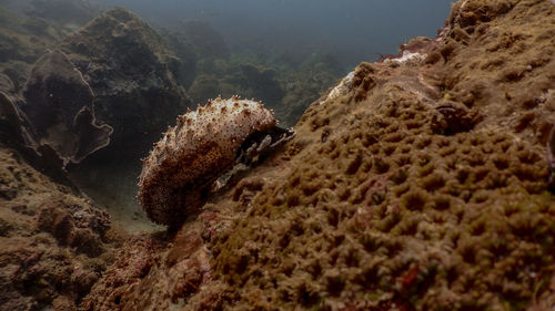 Sea cucumber at mariveles