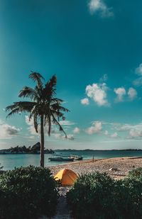 Palm trees on beach against sky