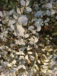 High angle view of dry leaves on ground