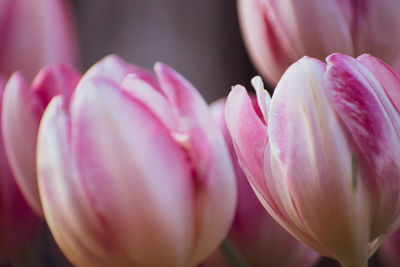 Close-up of pink tulip