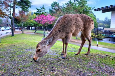 Deer standing in a field