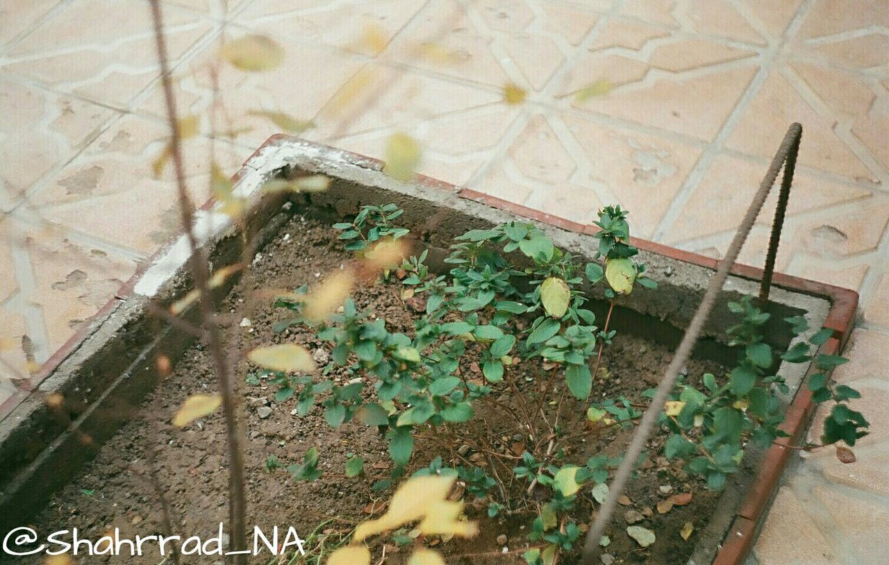 high angle view, wall - building feature, indoors, day, no people, close-up, leaf, metal, plant, sunlight, insect, animal themes, one animal, damaged, built structure, abandoned, yellow, nature, flooring