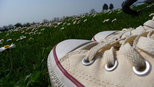 Close-up of grass on field against sky