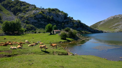 Flock of sheep on tree by mountain against sky