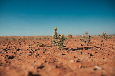 Surface level of land with small flowers against clear sky