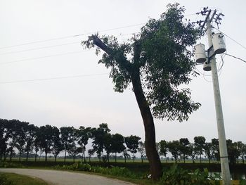 Low angle view of trees on field against sky