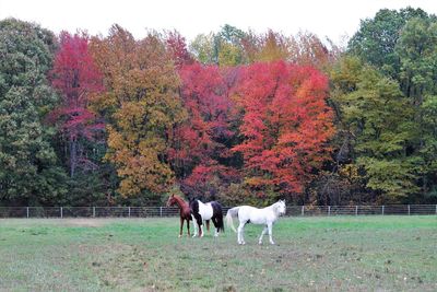Horses grazing on field during autumn