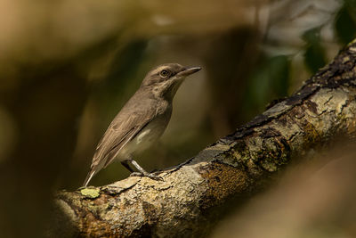 Close-up of bird perching on tree