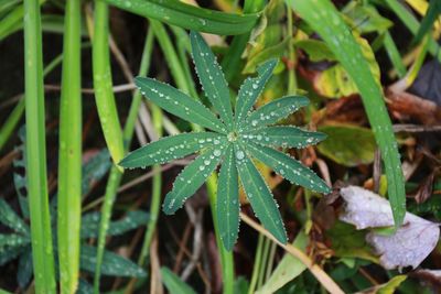 High angle view of wet plant on rainy day