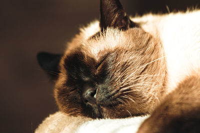 Close-up of cat sleeping